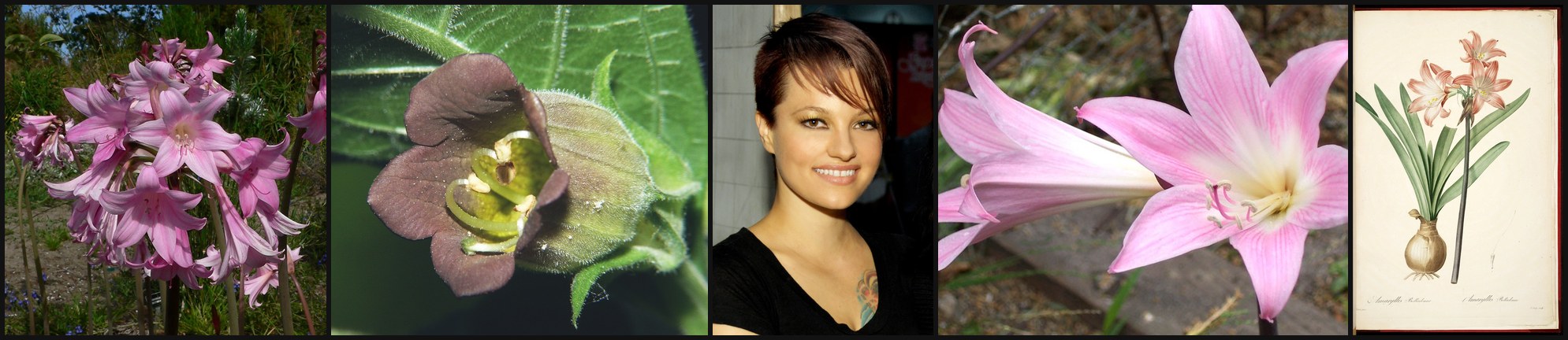 Belladonna photo collage (CC / public domain)